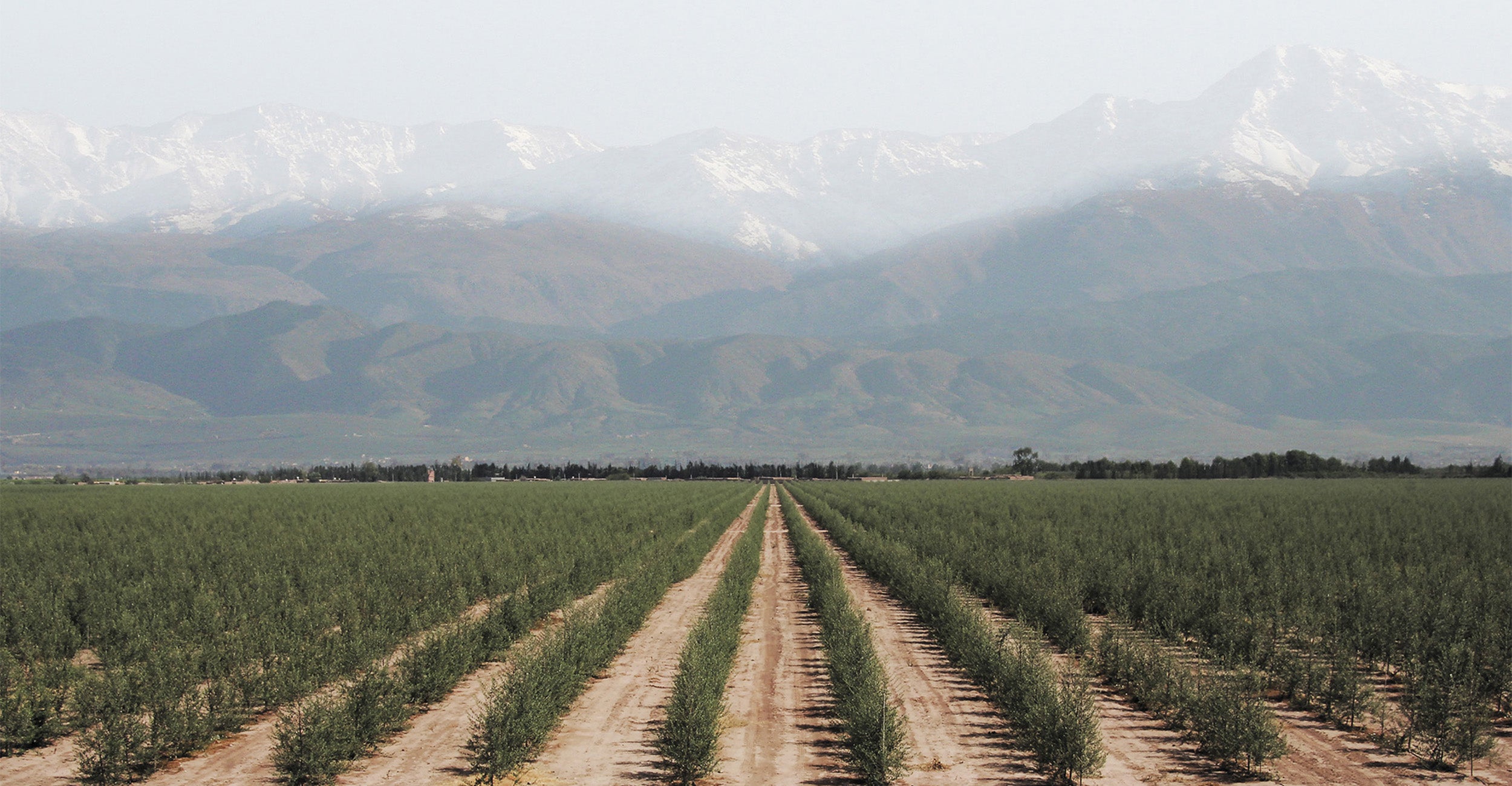 Olive groves