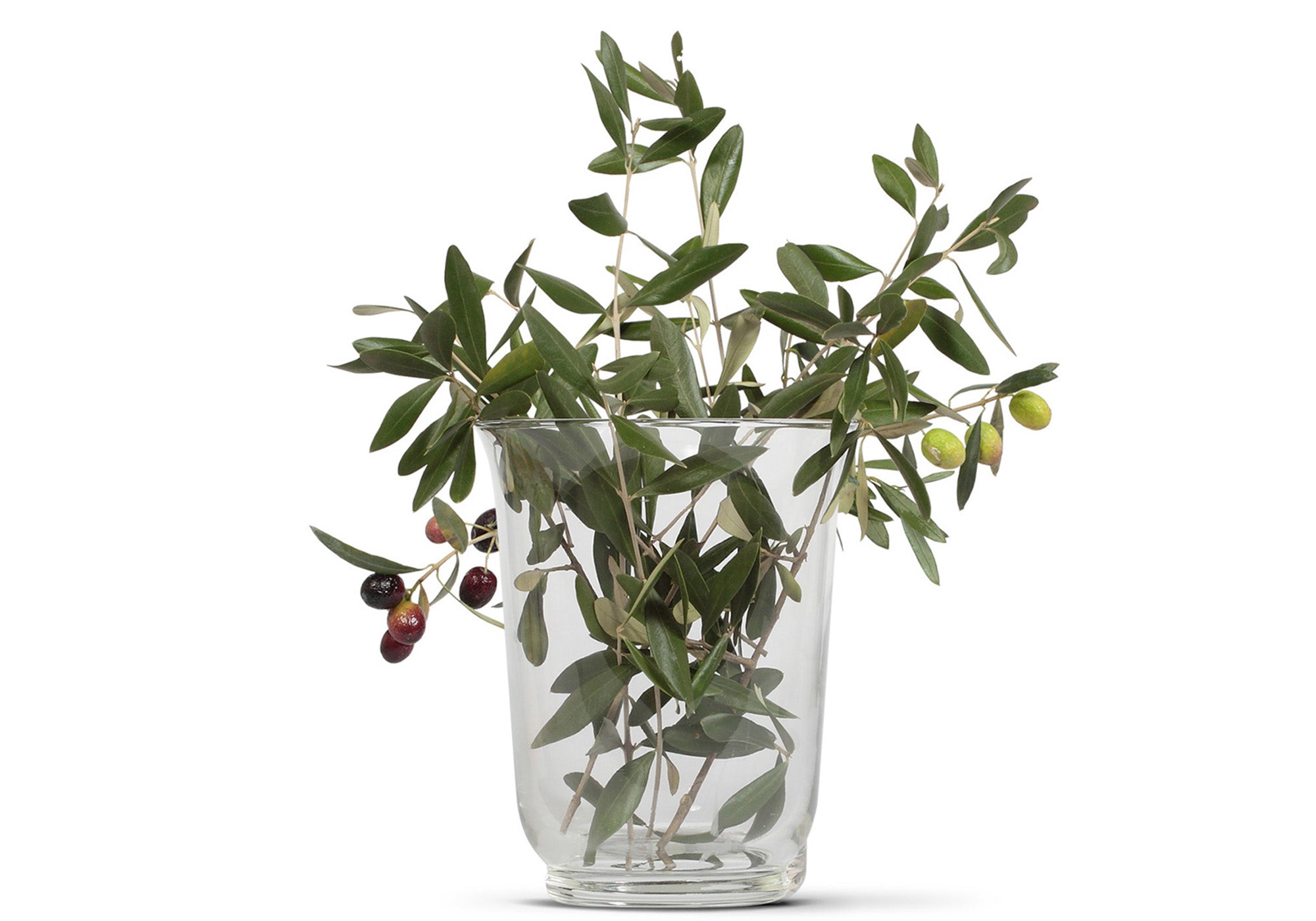 olive branches